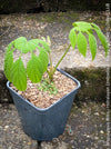 Brassaiopsis Mitis - Himalayan Umbrella Aralia, hardy, winterhart, organically grown garden plants, scrubs and trees for sale at TOMs FLOWer CLUB.