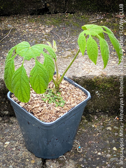 Brassaiopsis Mitis - Himalayan Umbrella Aralia, hardy, winterhart, organically grown garden plants, scrubs and trees for sale at TOMs FLOWer CLUB.