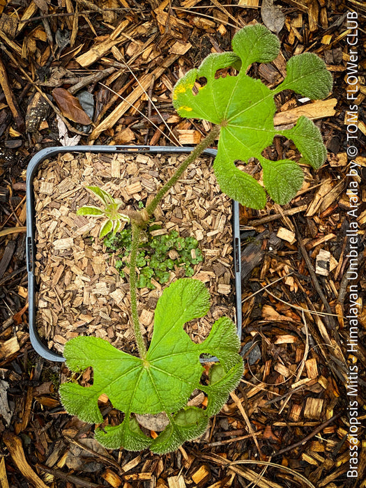 Brassaiopsis Mitis - Himalayan Umbrella Aralia, hardy, winterhart, organically grown garden plants, scrubs and trees for sale at TOMs FLOWer CLUB.