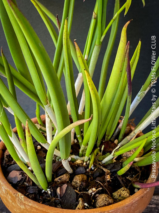 Brassavola Nodosa Little Stars, white  flowering orchid, organically grown tropical plants for sale at TOMs FLOWer CLUB.