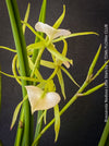 Brassavola Nodosa Little Stars, white  flowering orchid, organically grown tropical plants for sale at TOMs FLOWer CLUB.