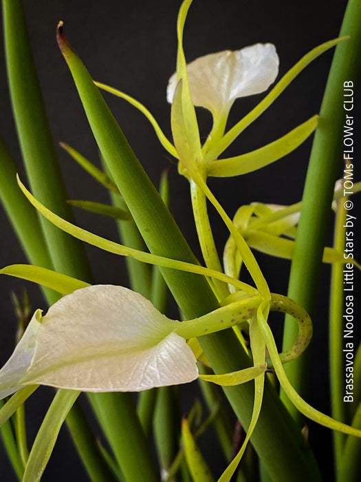 Brassavola Nodosa Little Stars, white  flowering orchid, organically grown tropical plants for sale at TOMs FLOWer CLUB.