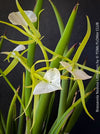Brassavola Nodosa Little Stars, white  flowering orchid, organically grown tropical plants for sale at TOMs FLOWer CLUB.