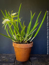 Brassavola Nodosa Little Stars, white  flowering orchid, organically grown tropical plants for sale at TOMs FLOWer CLUB.