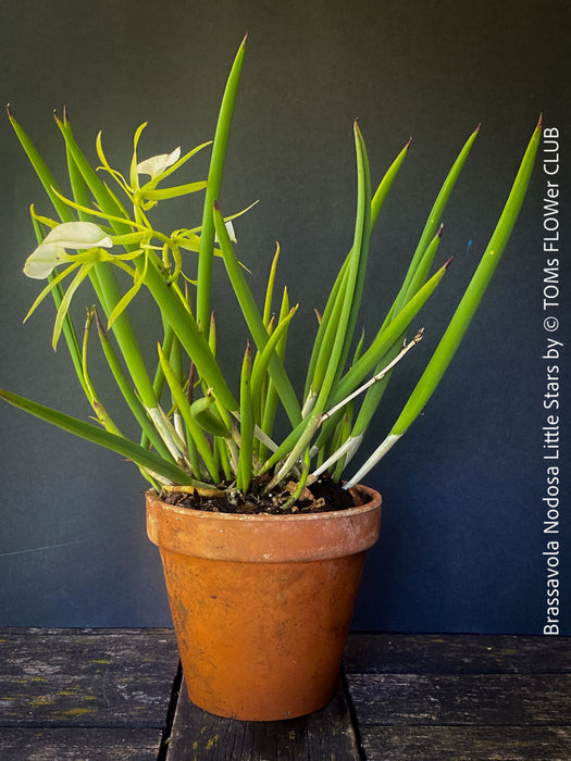 Brassavola Nodosa Little Stars, white  flowering orchid, organically grown tropical plants for sale at TOMs FLOWer CLUB.