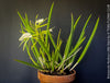 Brassavola Nodosa Little Stars, white  flowering orchid, organically grown tropical plants for sale at TOMs FLOWer CLUB.