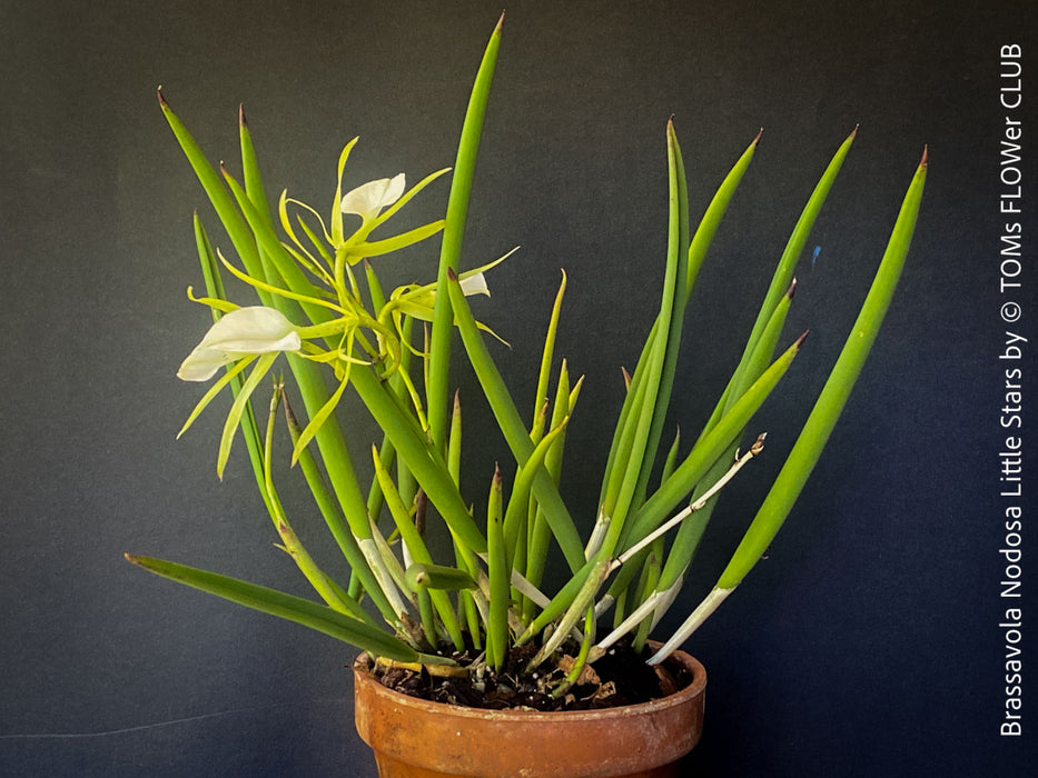 Brassavola Nodosa Little Stars, white  flowering orchid, organically grown tropical plants for sale at TOMs FLOWer CLUB.