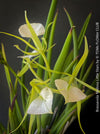 Brassavola Nodosa Little Stars, white  flowering orchid, organically grown tropical plants for sale at TOMs FLOWer CLUB.