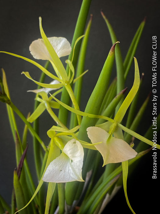 Brassavola Nodosa Little Stars, white  flowering orchid, organically grown tropical plants for sale at TOMs FLOWer CLUB.