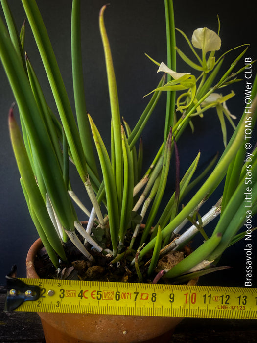 Brassavola Nodosa Little Stars, white  flowering orchid, organically grown tropical plants for sale at TOMs FLOWer CLUB.
