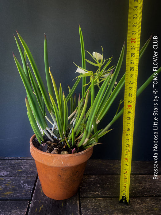 Brassavola Nodosa Little Stars, white  flowering orchid, organically grown tropical plants for sale at TOMs FLOWer CLUB.