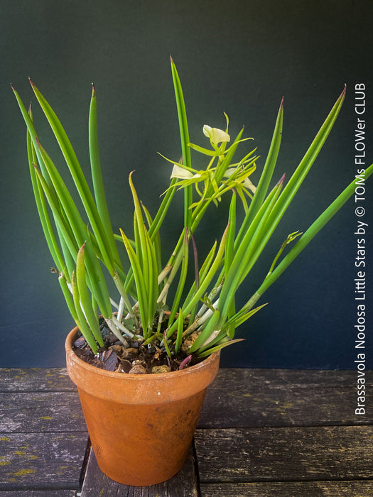 Brassavola Nodosa Little Stars, white  flowering orchid, organically grown tropical plants for sale at TOMs FLOWer CLUB.