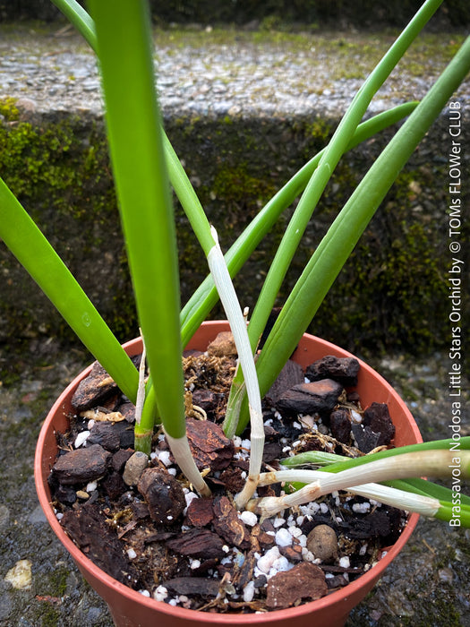 Brassavola Nodosa Little Stars, white  flowering orchid, organically grown tropical plants for sale at TOMs FLOWer CLUB.