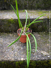 Brassavola Nodosa Little Stars, white  flowering orchid, organically grown tropical plants for sale at TOMs FLOWer CLUB.