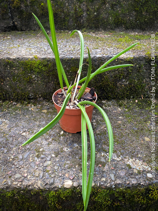 Brassavola Nodosa Little Stars, white  flowering orchid, organically grown tropical plants for sale at TOMs FLOWer CLUB.
