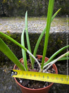 Brassavola Nodosa Little Stars, white  flowering orchid, organically grown tropical plants for sale at TOMs FLOWer CLUB.