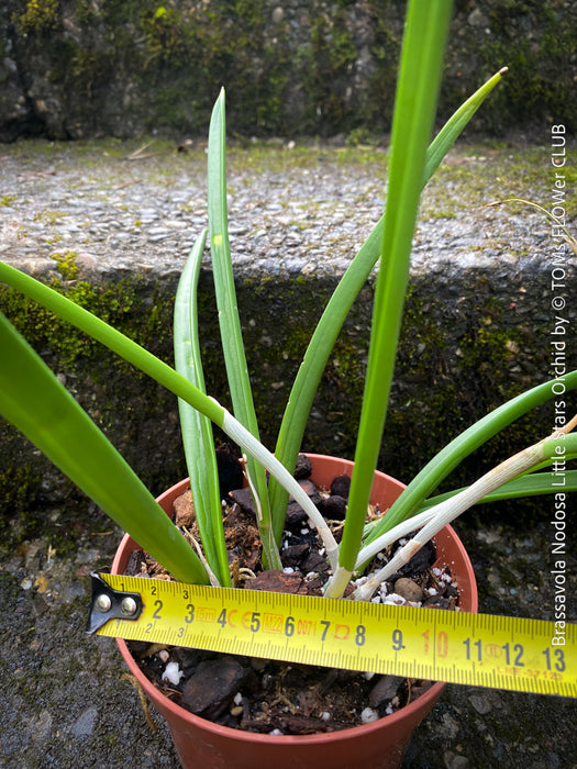 Brassavola Nodosa Little Stars, white  flowering orchid, organically grown tropical plants for sale at TOMs FLOWer CLUB.