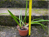 Brassavola Nodosa Little Stars, white  flowering orchid, organically grown tropical plants for sale at TOMs FLOWer CLUB.