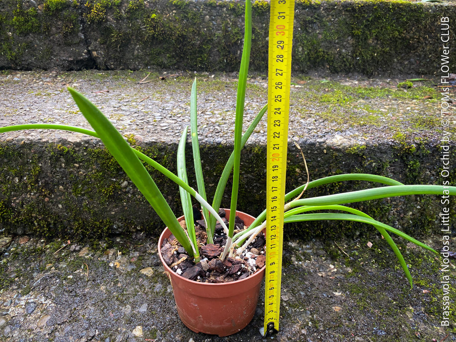 Brassavola Nodosa Little Stars, white  flowering orchid, organically grown tropical plants for sale at TOMs FLOWer CLUB.