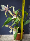 Brassia Shelob Tolkien, spider orchid, collector plants, white  flowering tiger orchid, organically grown tropical plants for sale at TOMs FLOWer CLUB.