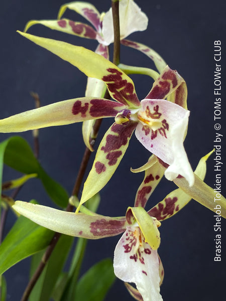 Brassia Shelob Tolkien, spider orchid, collector plants, white  flowering tiger orchid, organically grown tropical plants for sale at TOMs FLOWer CLUB.