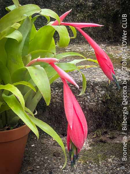 Bromelia Bilbergia decora, organically grown tropical plants for sale at TOMs FLOWer CLUB.
