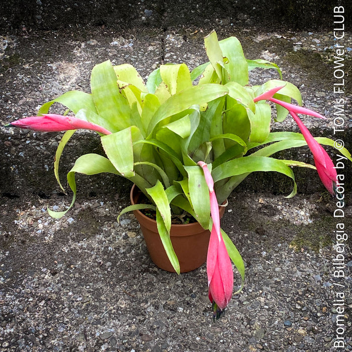Bromelia Bilbergia decora, organically grown tropical plants for sale at TOMs FLOWer CLUB.