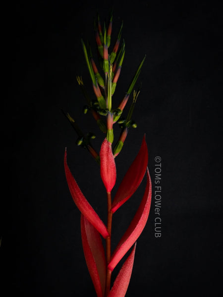 floral art, Tomas Rodak, Bromelia Bilbergia decora, organically grown tropical plants for sale at TOMs FLOWer CLUB.