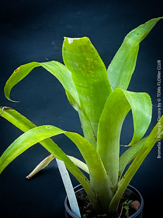 Bromelia Bilbergia decora, organically grown tropical plants for sale at TOMs FLOWer CLUB.
