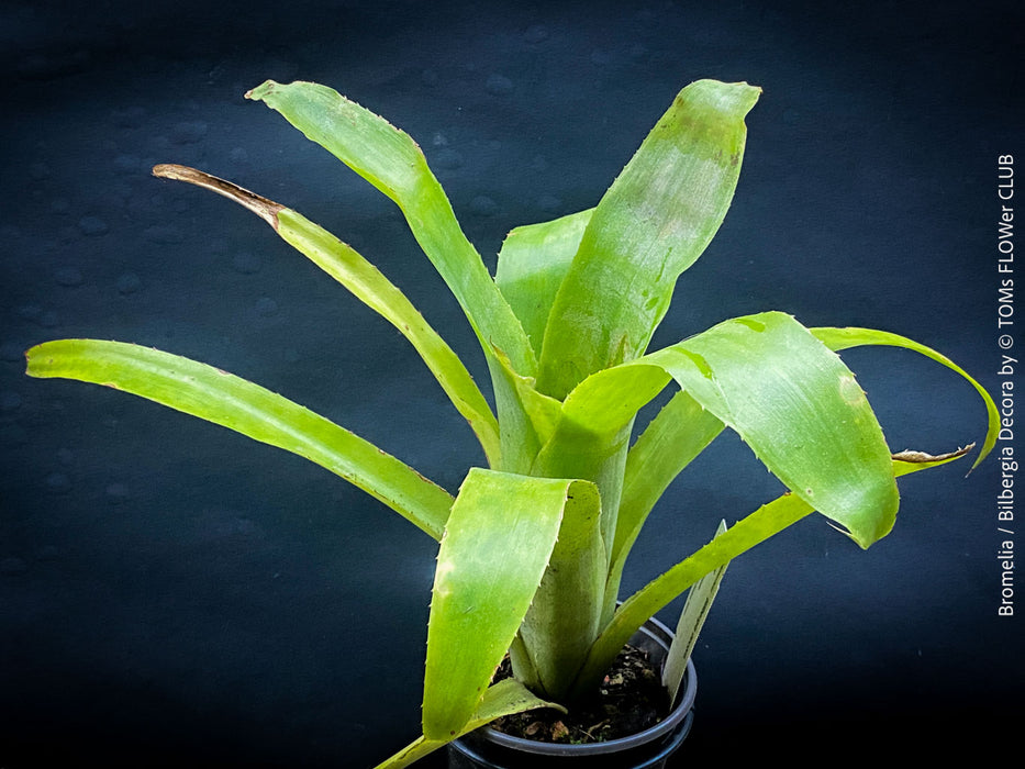 Bromelia Bilbergia decora, organically grown tropical plants for sale at TOMs FLOWer CLUB.