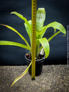 Bromelia Bilbergia decora, organically grown tropical plants for sale at TOMs FLOWer CLUB.