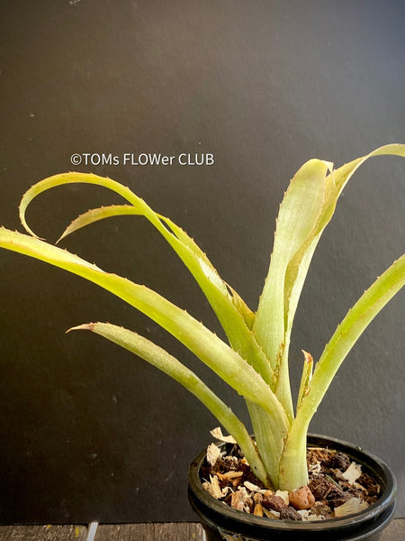 Bromelia Bilbergia decora, organically grown tropical plants for sale at TOMs FLOWer CLUB.