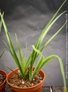 Billbergia Windii, Hybrid Billbergia Nutans x Billbergia Decora, Bromelia Bilbergia decora, organically grown tropical plants for sale at TOMs FLOWer CLUB.