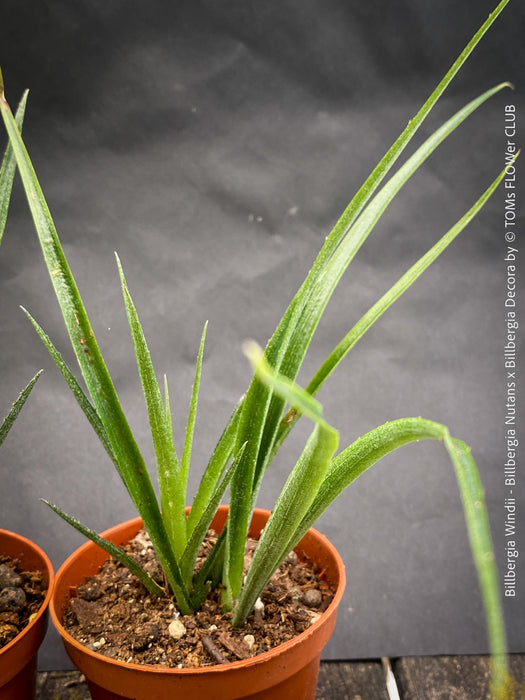 Billbergia Windii, Hybrid Billbergia Nutans x Billbergia Decora, Bromelia Bilbergia decora, organically grown tropical plants for sale at TOMs FLOWer CLUB.