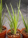 Propagated Billbergia Windii, Hybrid Billbergia Nutans x Billbergia Decora, Bromelia Bilbergia decora, organically grown tropical plants for sale at TOMs FLOWer CLUB.
