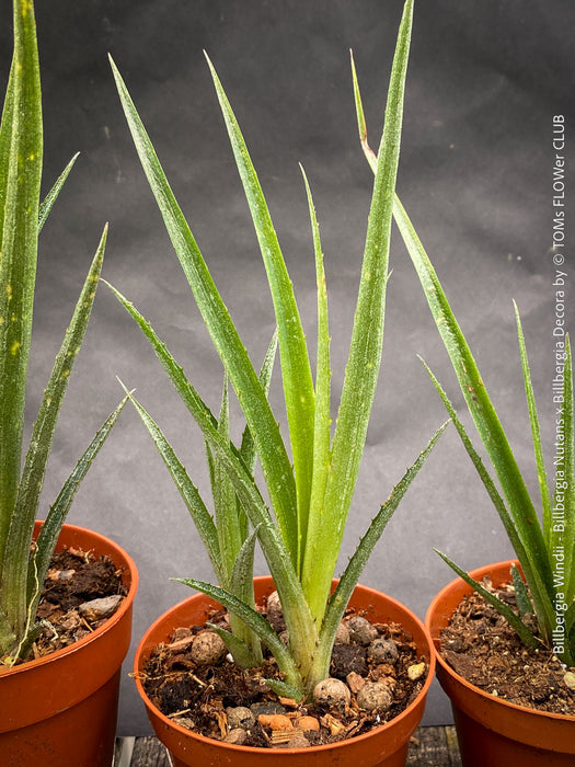 Bromelia - Billbergia Windii (Nutans x Decora) | organically grown
