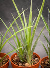 Young plants of Billbergia Windii, Hybrid Billbergia Nutans x Billbergia Decora, Bromelia Bilbergia decora, organically grown tropical plants for sale at TOMs FLOWer CLUB.