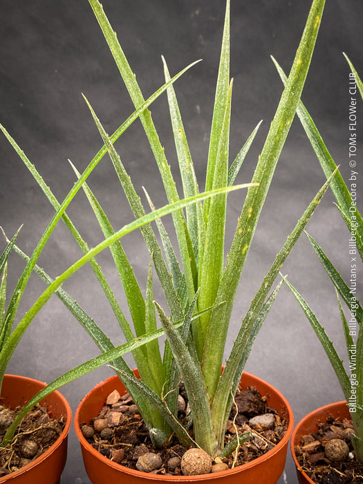Young plants of Billbergia Windii, Hybrid Billbergia Nutans x Billbergia Decora, Bromelia Bilbergia decora, organically grown tropical plants for sale at TOMs FLOWer CLUB.