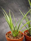 Billbergia Windii, Hybrid Billbergia Nutans x Billbergia Decora, Bromelia Bilbergia decora, organically grown tropical plants for sale at TOMs FLOWer CLUB.