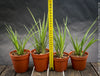 Billbergia Windii, Hybrid Billbergia Nutans x Billbergia Decora, Bromelia Bilbergia decora, organically grown tropical plants for sale at TOMs FLOWer CLUB.