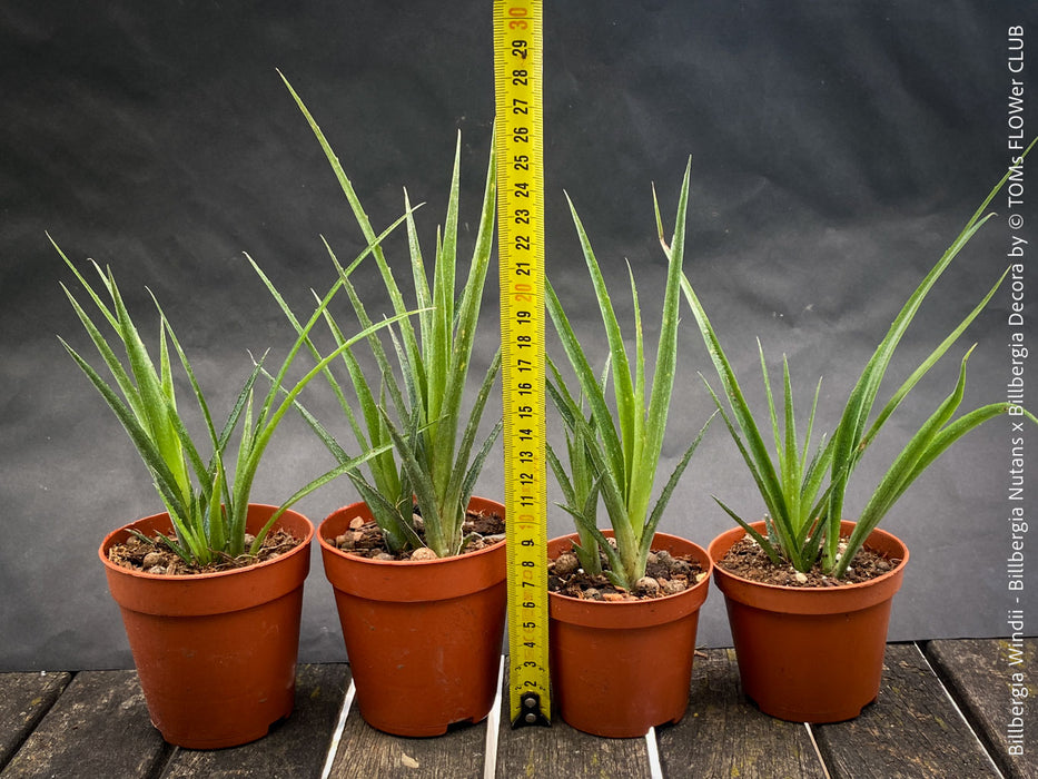Billbergia Windii, Hybrid Billbergia Nutans x Billbergia Decora, Bromelia Bilbergia decora, organically grown tropical plants for sale at TOMs FLOWer CLUB.