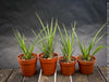 Billbergia Windii, Hybrid Billbergia Nutans x Billbergia Decora, Bromelia Bilbergia decora, organically grown tropical plants for sale at TOMs FLOWer CLUB.