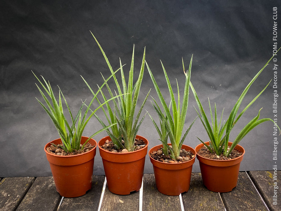 Billbergia Windii, Hybrid Billbergia Nutans x Billbergia Decora, Bromelia Bilbergia decora, organically grown tropical plants for sale at TOMs FLOWer CLUB.