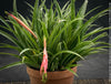 Flowering Billbergia Windii, Hybrid Billbergia Nutans x Billbergia Decora, Bromelia Bilbergia decora, organically grown tropical plants for sale at TOMs FLOWer CLUB.