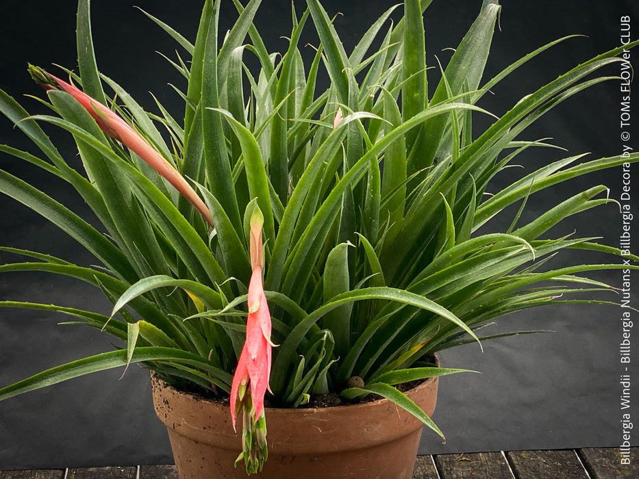 Bromelia - Billbergia Windii (Nutans x Decora) | organically grown