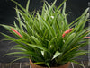 Flowering Billbergia Windii, Hybrid Billbergia Nutans x Billbergia Decora, Bromelia Bilbergia decora, organically grown tropical plants for sale at TOMs FLOWer CLUB.