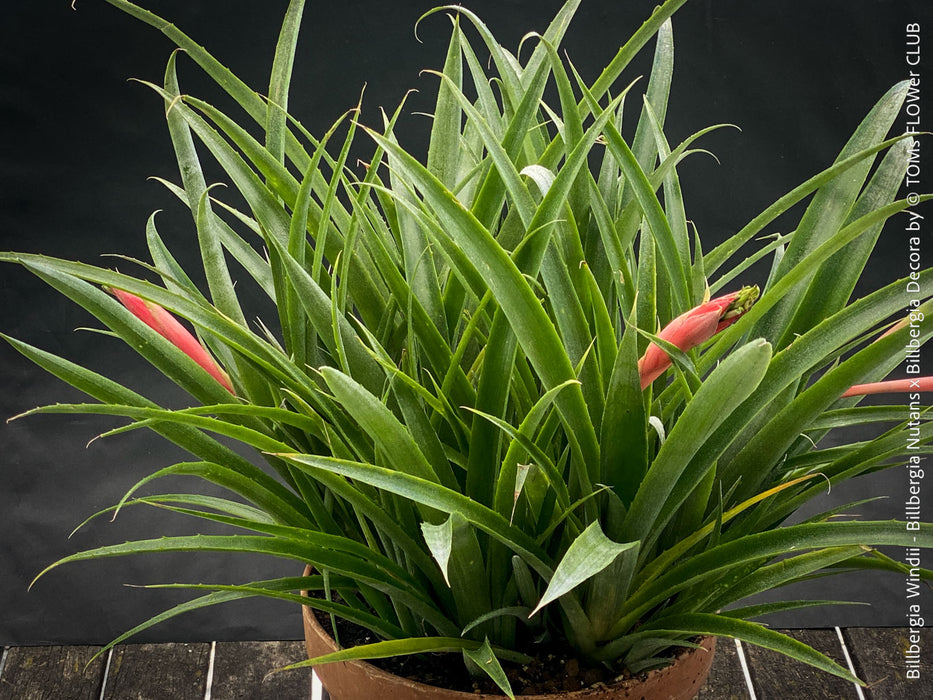 Flowering Billbergia Windii, Hybrid Billbergia Nutans x Billbergia Decora, Bromelia Bilbergia decora, organically grown tropical plants for sale at TOMs FLOWer CLUB.