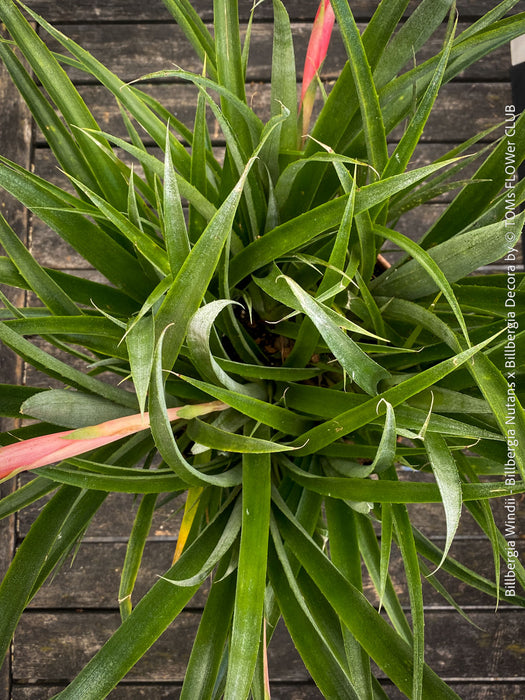 Flowering Billbergia Windii, Hybrid Billbergia Nutans x Billbergia Decora, Bromelia Bilbergia decora, organically grown tropical plants for sale at TOMs FLOWer CLUB.