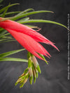 Flower of Billbergia Windii, Hybrid Billbergia Nutans x Billbergia Decora, Bromelia Bilbergia decora, organically grown tropical plants for sale at TOMs FLOWer CLUB.