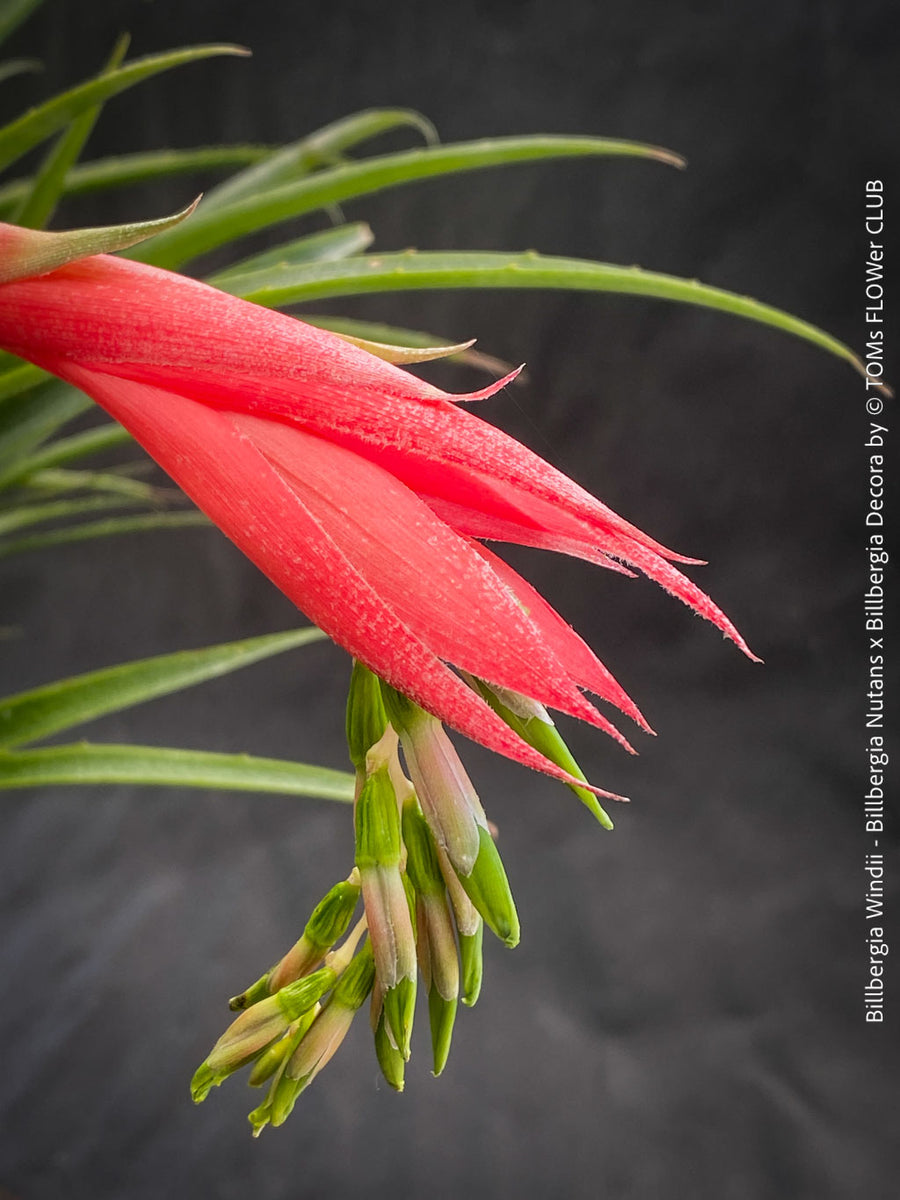 Bromelia - Billbergia Windii (Nutans x Decora) | organically grown